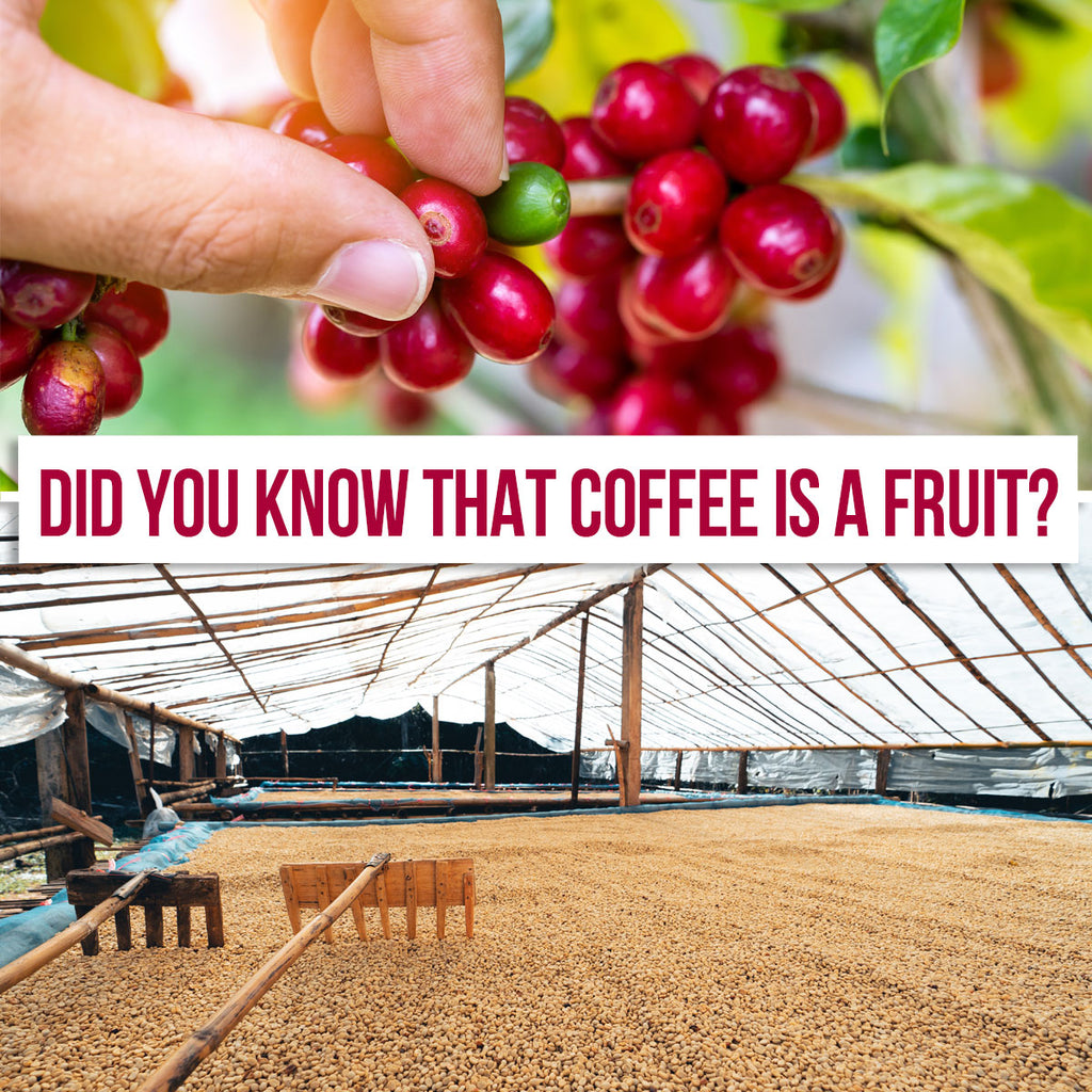 Did You Know That Coffee Is A Fruit?